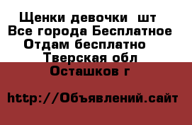 Щенки девочки 4шт - Все города Бесплатное » Отдам бесплатно   . Тверская обл.,Осташков г.